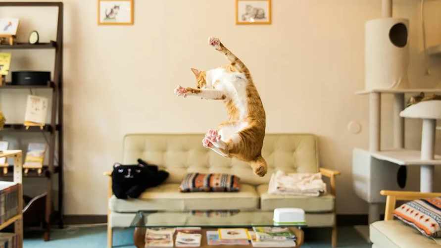 Какой характер у вашего кота? Ученые выделили 5 типов, которые могут удивить