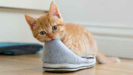 Почему кошки спят на обуви? Вот что им напоминает этот запах