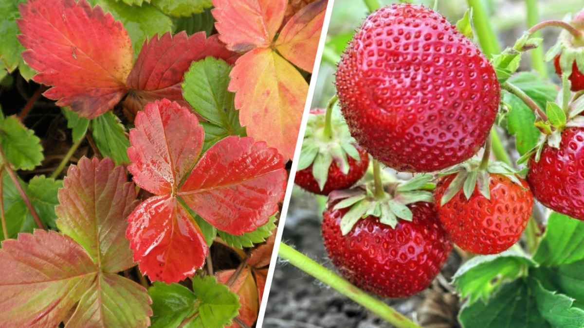 Сделайте эти 2 процедуры с клубникой в октябре — и кусты будут ломиться от ягод летом. А чем удобрить?