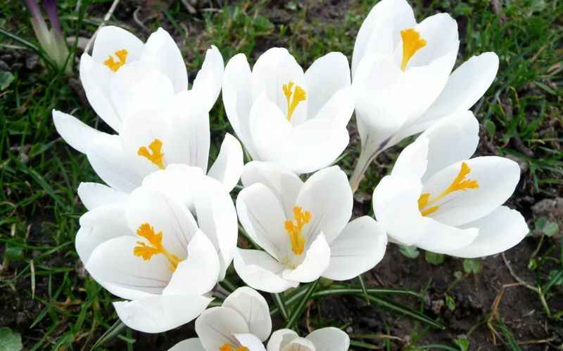 А так выглядят цветы крокуса