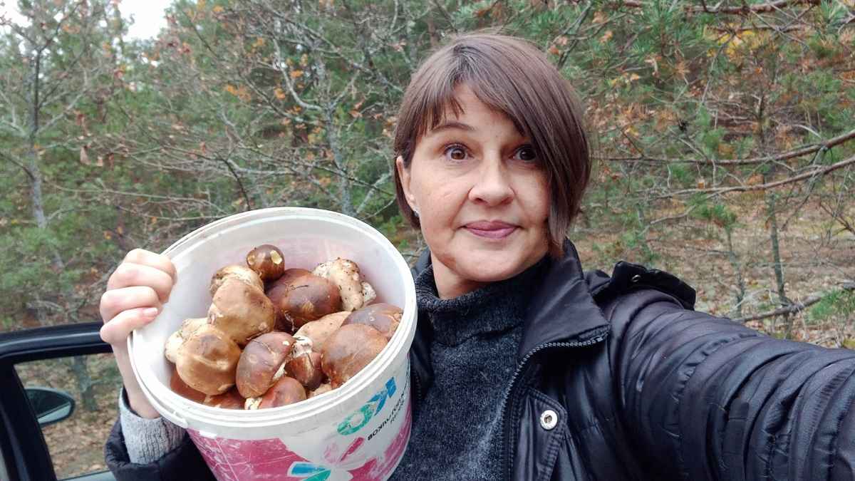 Лес особый?! Только для вас?! — Белоруска показала, где нашла три ведра опят в конце октября
