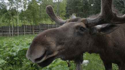 Пассажирский поезд Гомель-Минск столкнулся с лосем под Бобруйском