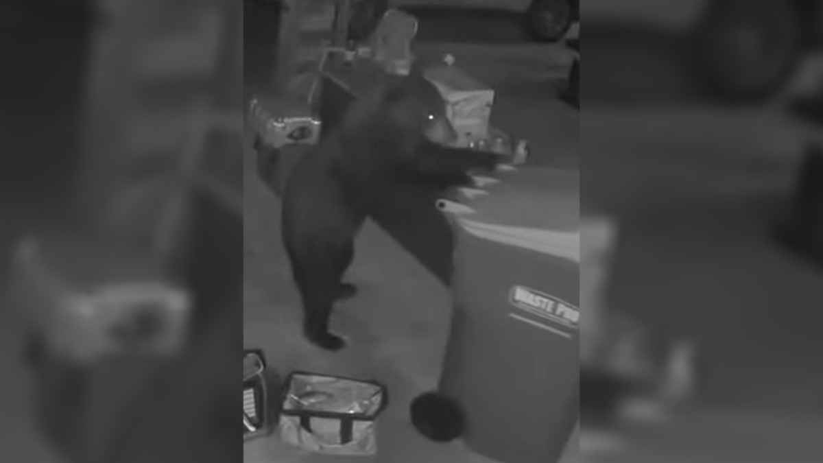 Камера видеонаблюдения сняла, как медведь ловко украл мусорный бак