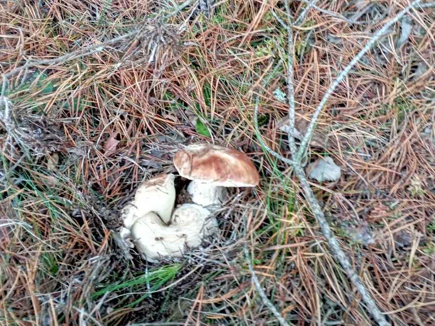 Лес особый?! Только для вас?! — Белоруска показала, где нашла три ведра опят в конце октября