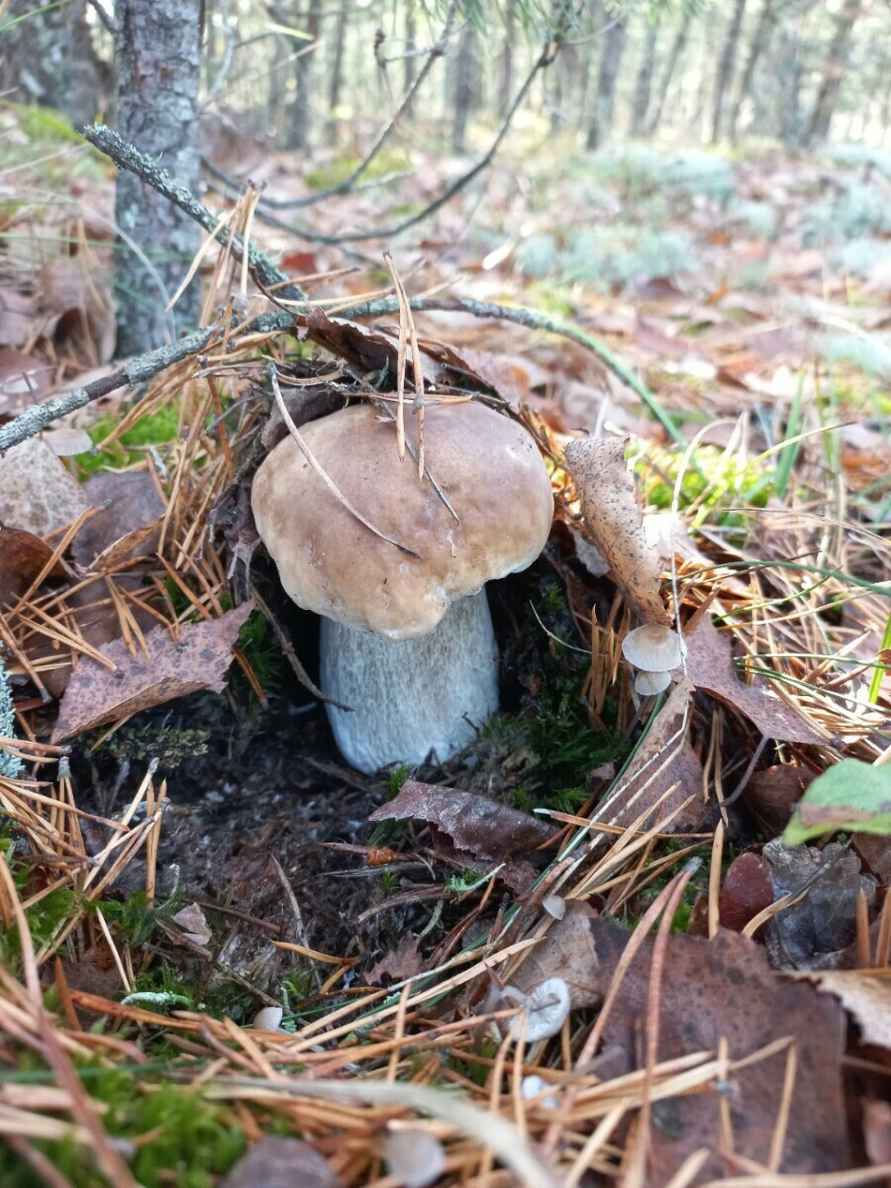 Прогноз оправдался - Белорусы похвастались урожаем грибов, которые собрали после выходных. Где белые начали удивлять?