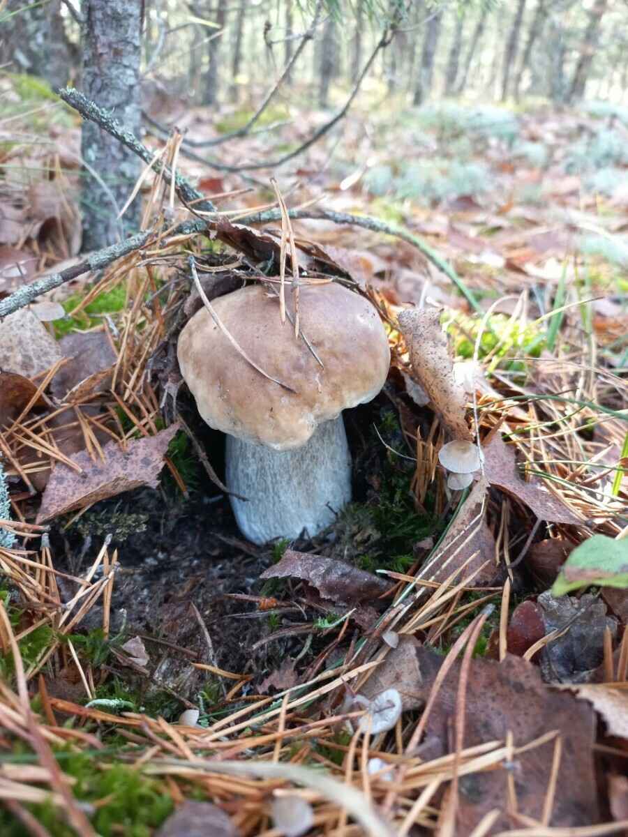 Прогноз оправдался - Белорусы похвастались урожаем грибов, которые собрали после выходных. Где белые начали удивлять?