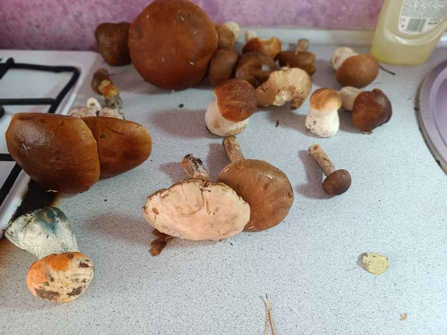 Прогноз оправдался - Белорусы похвастались урожаем грибов, которые собрали после выходных. Где белые начали удивлять?