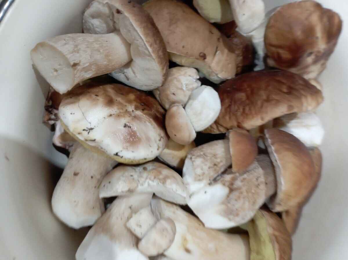 Лес особый?! Только для вас?! — Белоруска показала, где нашла три ведра опят в конце октября