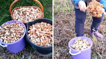 «Лес особый?! Только для вас?!» — Белоруска показала, где нашла три ведра опят в конце октября
