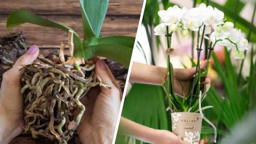 Орхидея умирает? Не спешите прощаться! Вот как спасти тропическую красавицу даже без корней