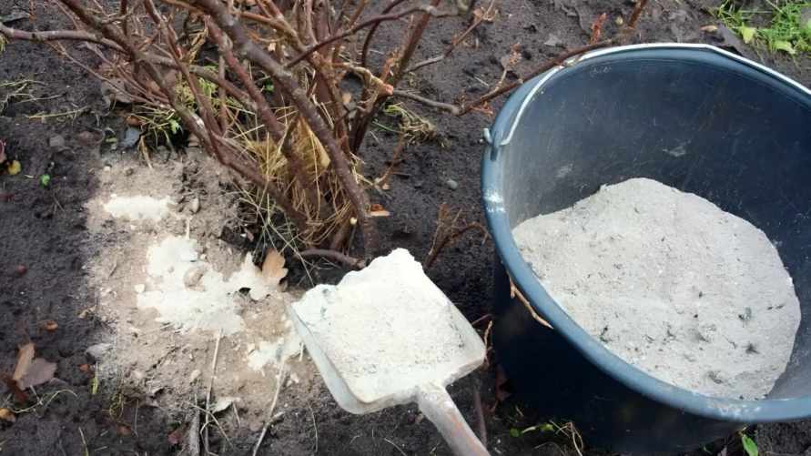 Как правильно использовать древесную золу осенью? Не все растения любят такое удобрение