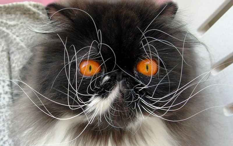 Фото иллюстрационное