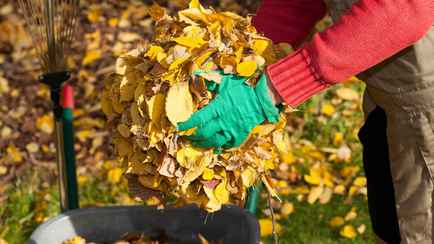 Так нужно ли сгребать листья в саду? Эколог объяснил, что нанесет меньше вреда почве и растениям