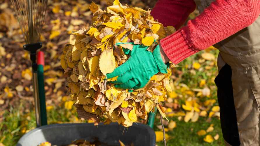 Так нужно ли сгребать листья в саду? Эколог объяснил, что нанесет меньше вреда почве и растениям