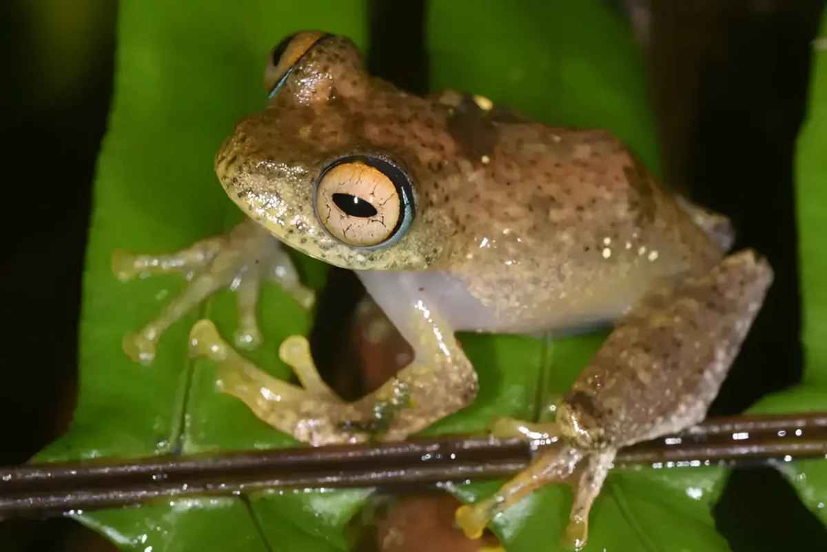 "Издают потусторонние звуки" — Учёные обнаружили 7 видов лягушек, которых назвали в честь фантастических героев