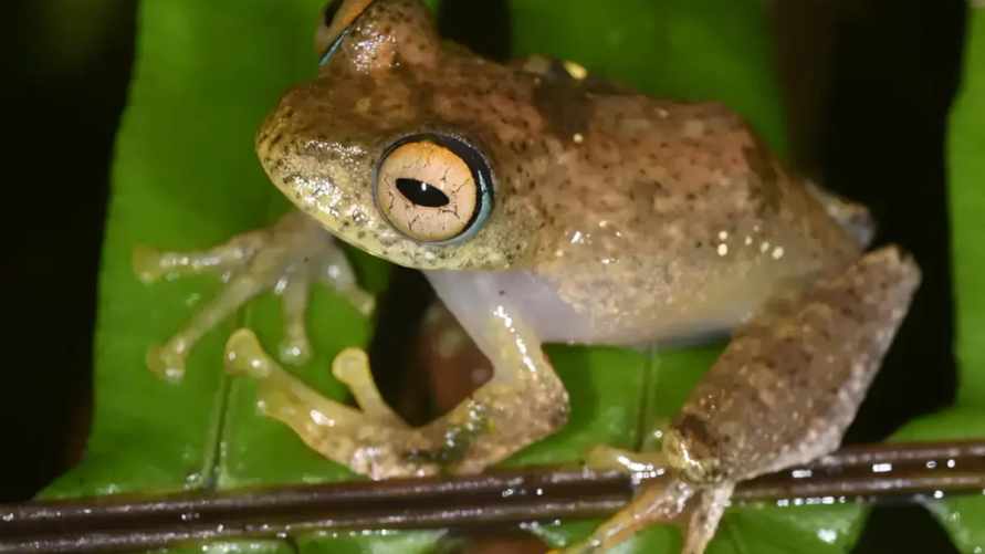 "Издают потусторонние звуки" — Учёные обнаружили 7 видов лягушек, которых назвали в честь фантастических героев