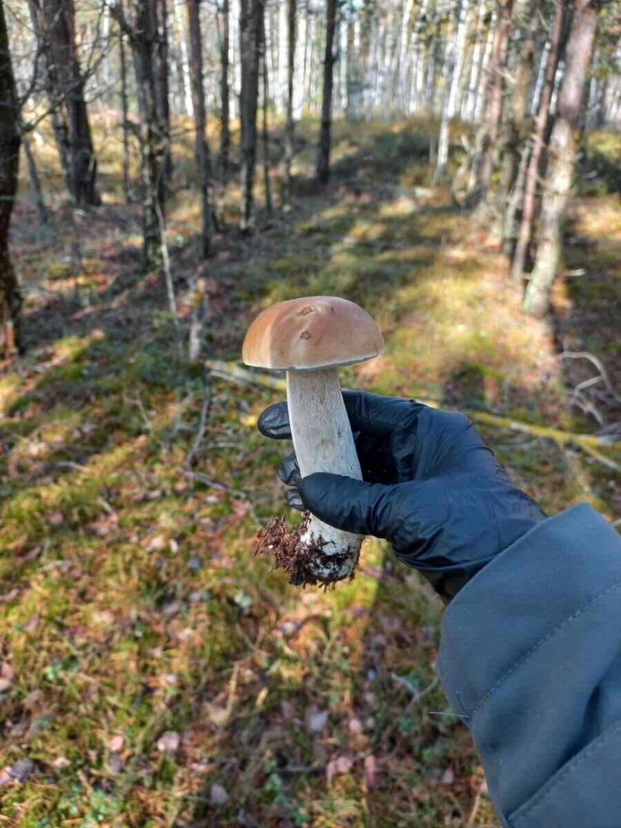Прогноз оправдался - Белорусы похвастались урожаем грибов, которые собрали после выходных. Где белые начали удивлять?