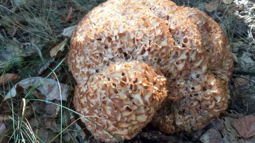 Старая грибная капуста