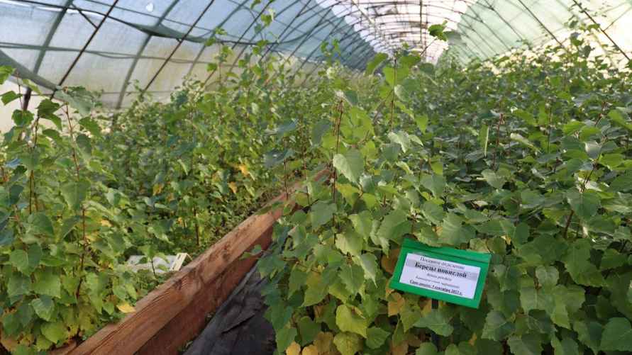 Фото: Минлесхоз Беларуси