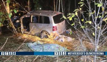 Под Могилевом авто столкнулось с лосем — водитель погиб