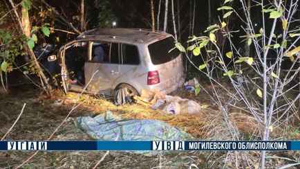 Под Могилевом авто столкнулось с лосем — водитель погиб