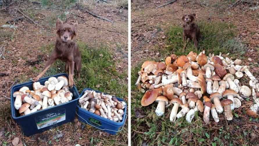 Фото: паблик "Грибные войска Беларуси"