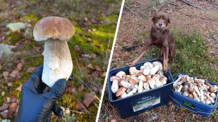 «Прогноз оправдался» — Белорусы похвастались урожаем грибов, которые собрали после выходных. Где «белые начали удивлять»?