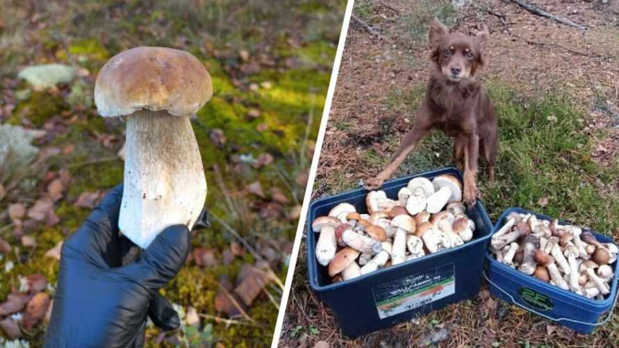 "Прогноз оправдался" - Белорусы похвастались урожаем грибов, которые собрали после выходных. Где "белые начали удивлять"?