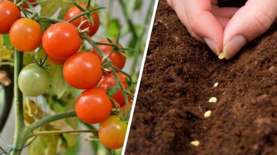 Как посеять помидоры в октябре? Садоводы показали 2 способа, чтобы "не мучаться с рассадой" весной