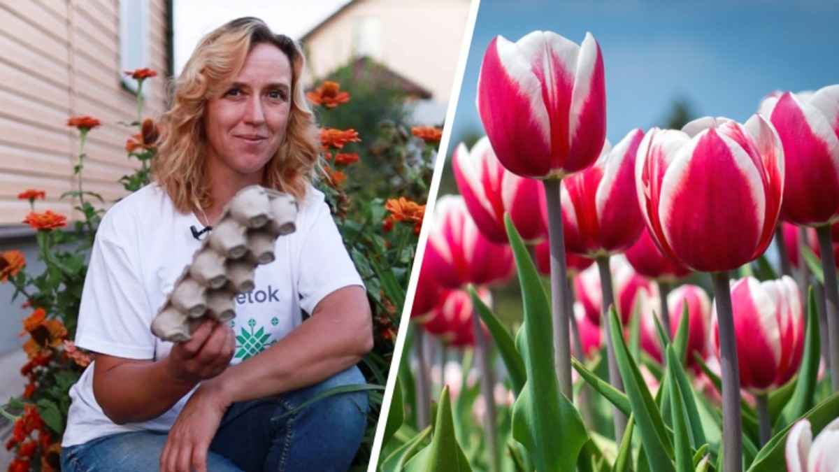 Зачем сажать тюльпаны в лотке для яиц? Вот как этот трюк от садовода поможет сделать идеальную клумбу