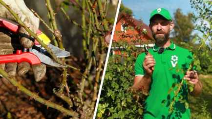 Как обрезать розу в октябре? Садовод показал, что сделать с побегами, чтобы получить бесплатные саженцы