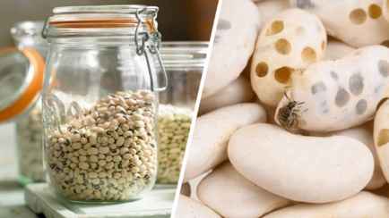 Как защитить фасоль от вредителей? Вот что бабушки клали в банку, чтобы оставалась невредимой