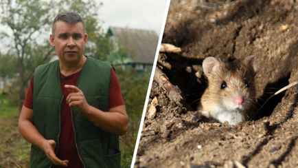 Больше никаких грызунов в саду. Садовод показал 2 способа, как не дать перезимовать мышам на участке