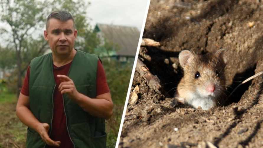 Больше никаких грызунов в саду. Садовод показал 2 способа, как не дать перезимовать мышам на участке