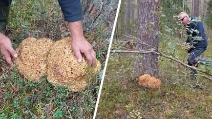 «Растёт раз в 7 лет» — Под Минском нашли гриб, похожий на улей. Можно ли есть?
