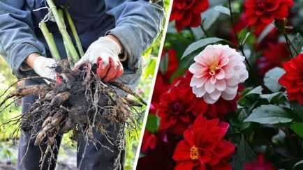«Не ждите первых заморозков» — Садовод показала, как правильно выкапывать и хранить георгины, чтобы перезимовали