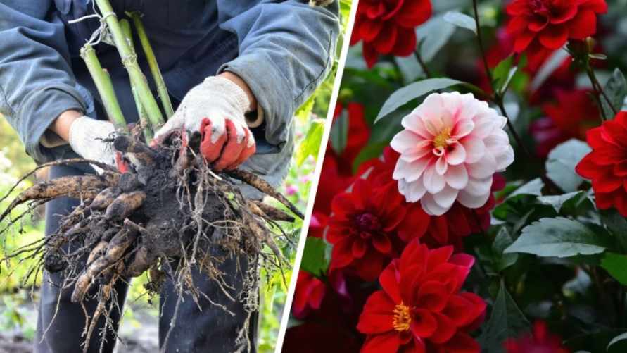 "Не ждите первых заморозков" - Садовод показала, как правильно выкапывать и хранить георгины, чтобы перезимовали