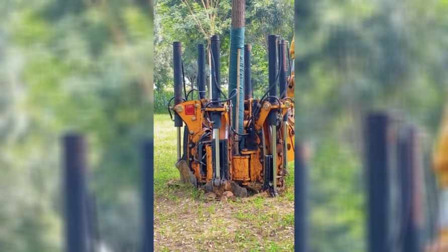 Способ пересадки дерева за 1 минуту набрал в TikTok 30 млн просмотров. Но есть нюанс