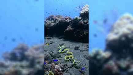 «Выглядит как суперубийца» —  Рыба, похожая на гимнастическую ленту, взбудоражила TikTok. Что за она?