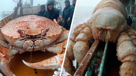 «Люди не впадают в истерику?» — Видео с гигантскими крабами взбудоражили пользователей TikTok