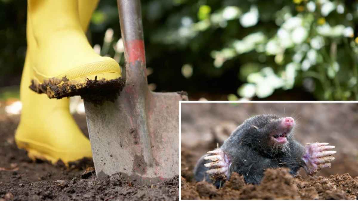 Кроты больше не будут портить ваш сад. Вот какие 3 растения нужно успеть посадить в октябре