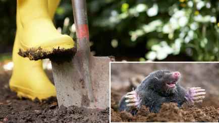 Кроты больше не будут портить ваш сад. Вот какие 3 растения нужно успеть посадить в октябре