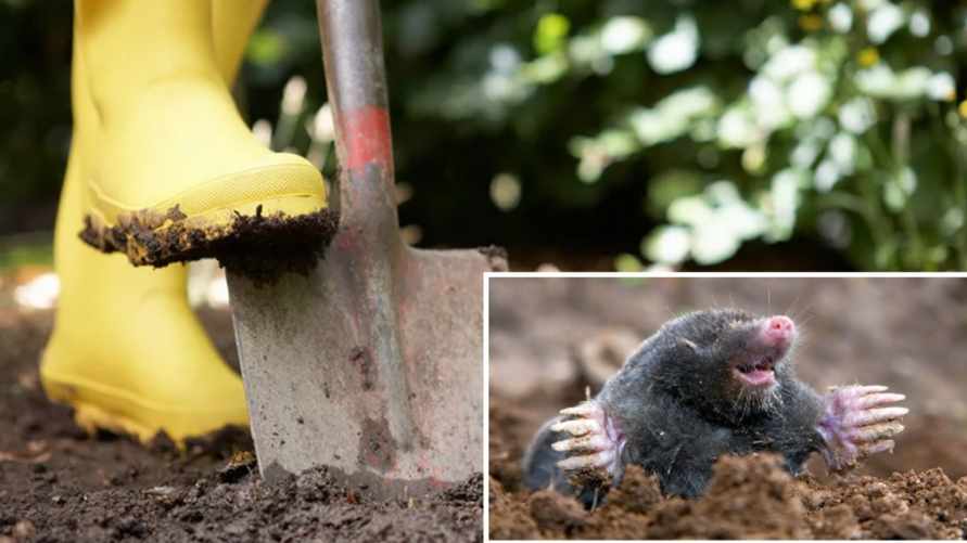 Кроты больше не будут портить ваш сад. Вот какие 3 растения нужно успеть посадить в октябре