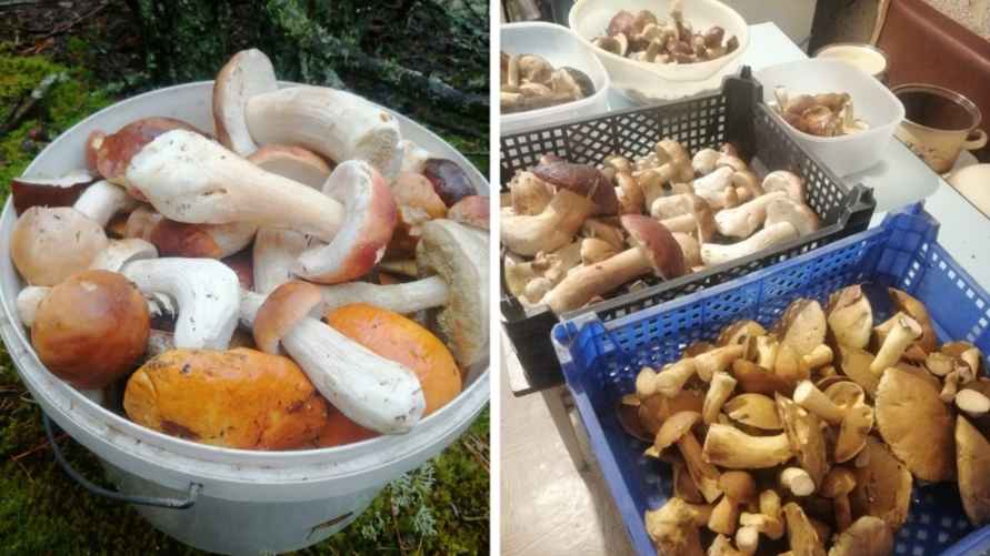 Урожай из Малоритского района, 7 октября.