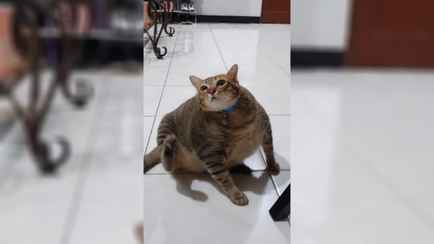 В TikTok завирусилось видео с кошкой, «дистанционно» почесавшей ухо. Это как?