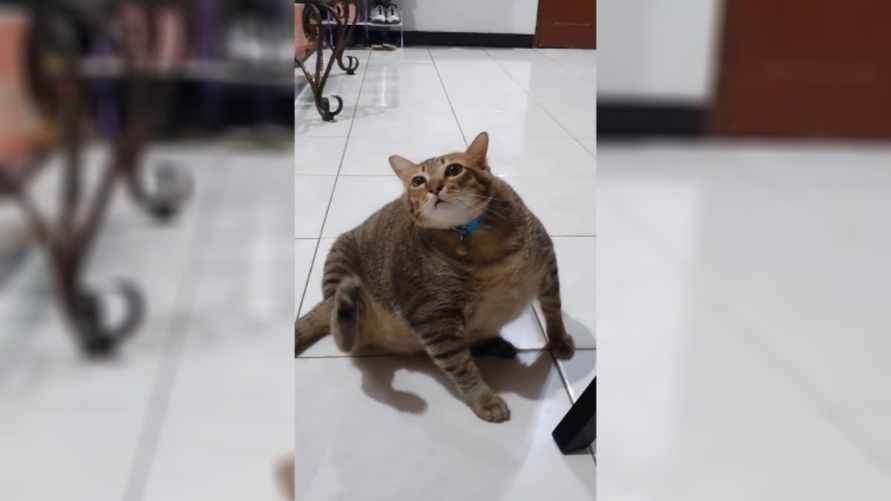 В TikTok завирусилось видео с кошкой, "дистанционно" почесавшей ухо. Это как?