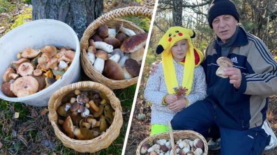 "Посмотрите, какая красотень!" - Белорусы показали, где после заморозков грибы растут "даже под носом"