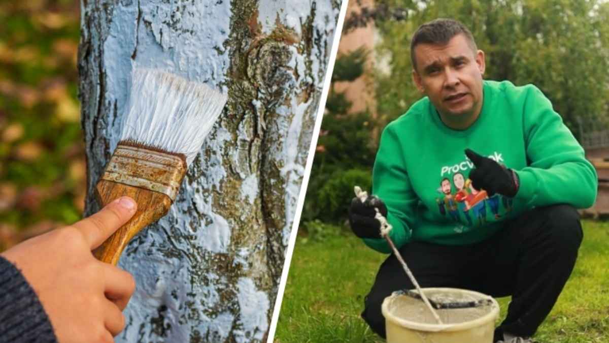 Как защитить плодовые деревья в октябре? Садовод показал рецепт качественной побелки из 3 ингредиентов