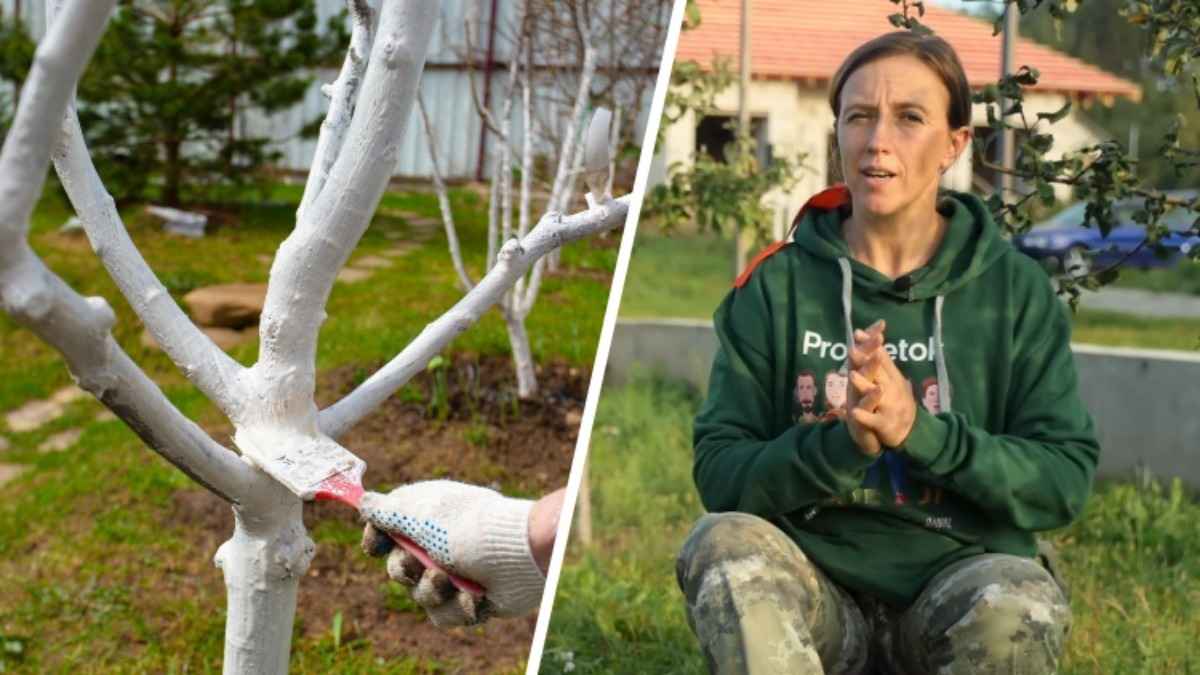 Нужно ли белить деревья осенью? Садоводы объяснили, почему это не "чисто советская практика"