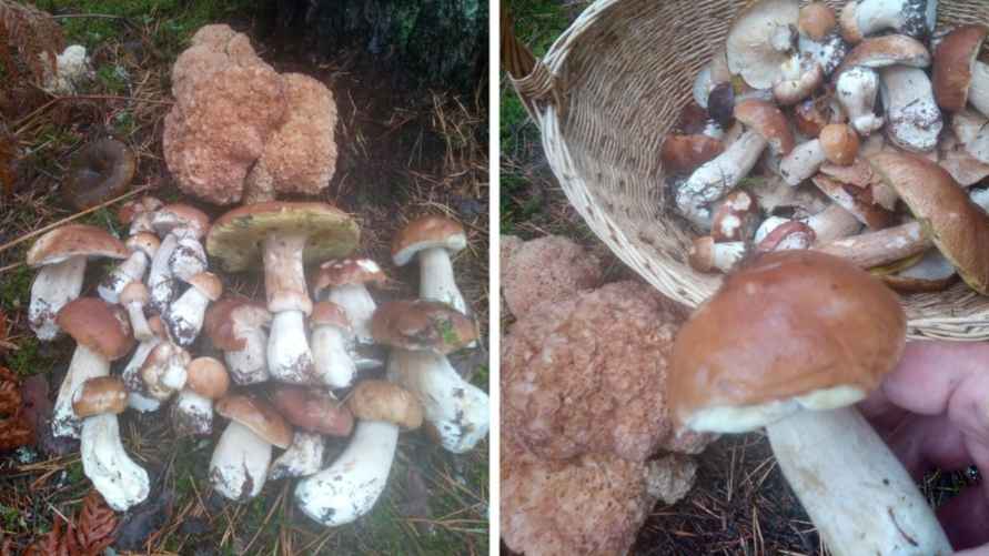 Белые из Смолевичского района 7 октября. Фото: паблик "Грибные войска Беларуси"